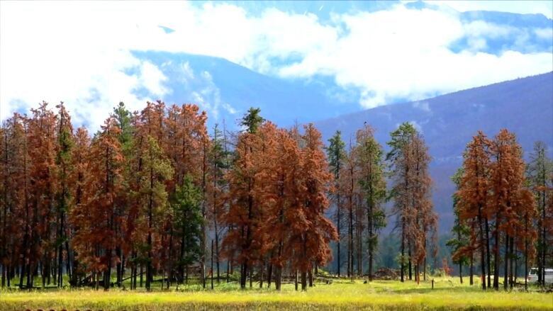 A line of rust-coloured trees, with a few green trees, in front of cloud-covered mountains.  