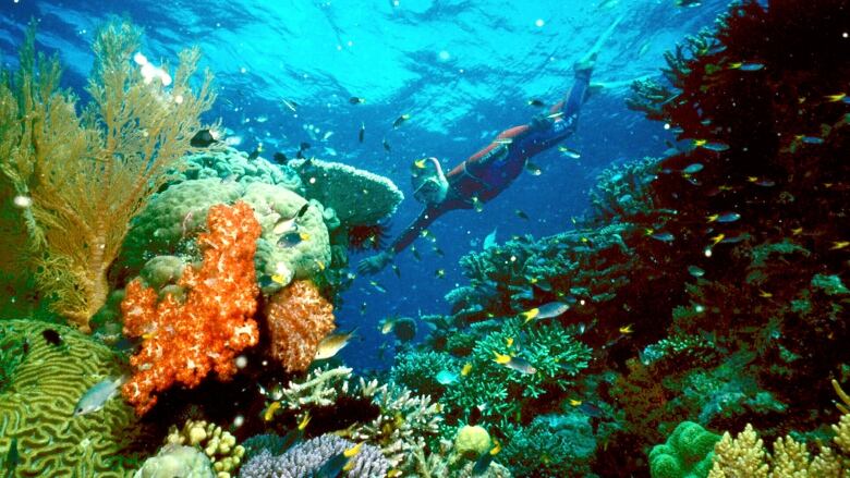 A snorkeler swims near a vibrant and colourful coral reef.