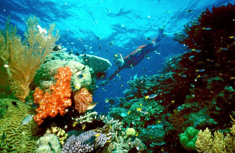 A snorkeler swims near a vibrant and colourful coral reef.