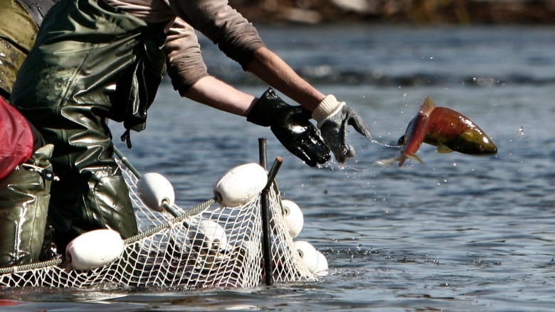 A fisherman releases salmon from a net back into the water.