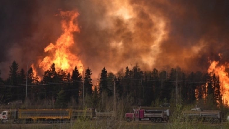 A large wildfire burns behind a large stand of evergreen trees.