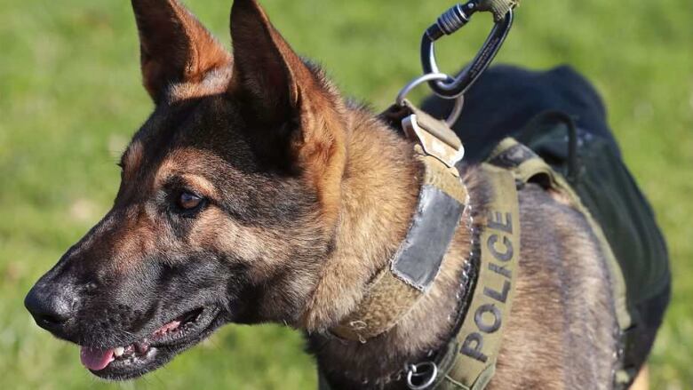 A picture of an Essex County OPP dog