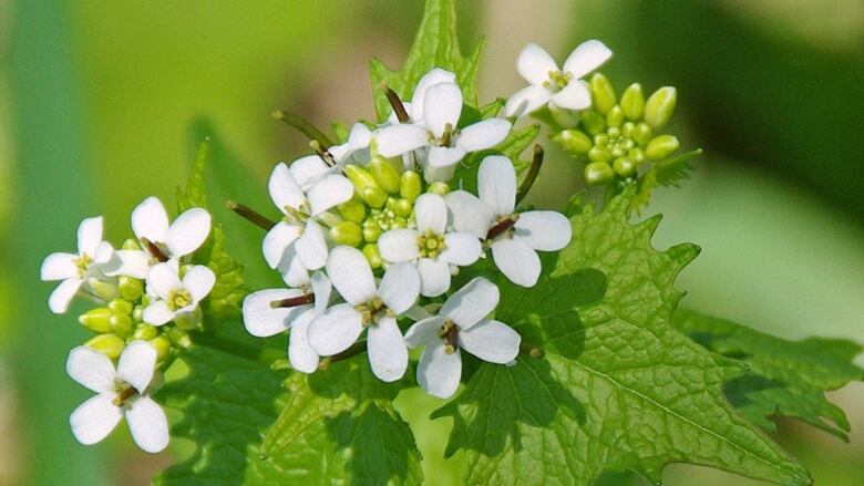 A garlic mustard plant with green leaves and white flowers.