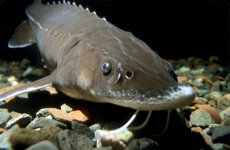 A fish looks at the camera while underwater.