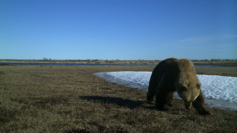 A grizzly bear is pictured crossing a grassy area of National Park on a blue-sky day, some snow and ponds seen in the background.