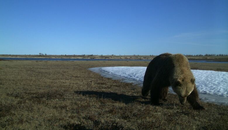 A grizzly bear is pictured crossing a grassy area of National Park on a blue-sky day, some snow and ponds seen in the background.