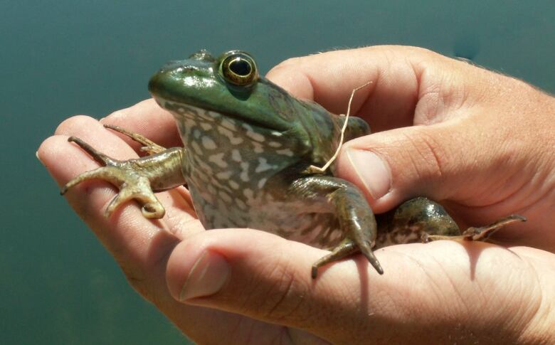 A green frog sits in a human hand. It has a mottled belly that is white with grey markings.