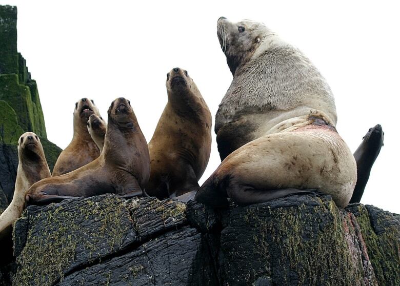 A group of sea lions on rocks.