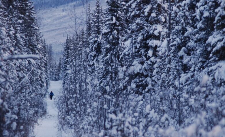 A person is seen from afar, walking down a snowy trail through the trees.