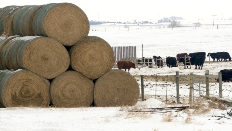 Hay bales sit in a field. 