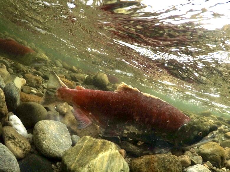 A red salmon is in a shallow river. 