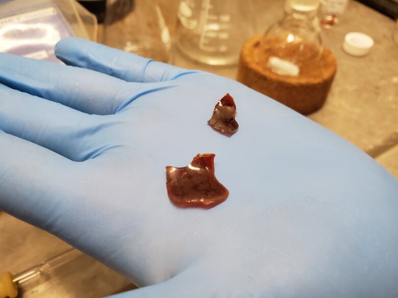 two tiny pieces of red plastic sit in a gloved hand