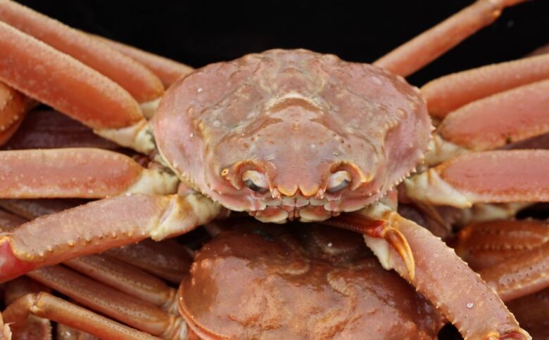 snow crab