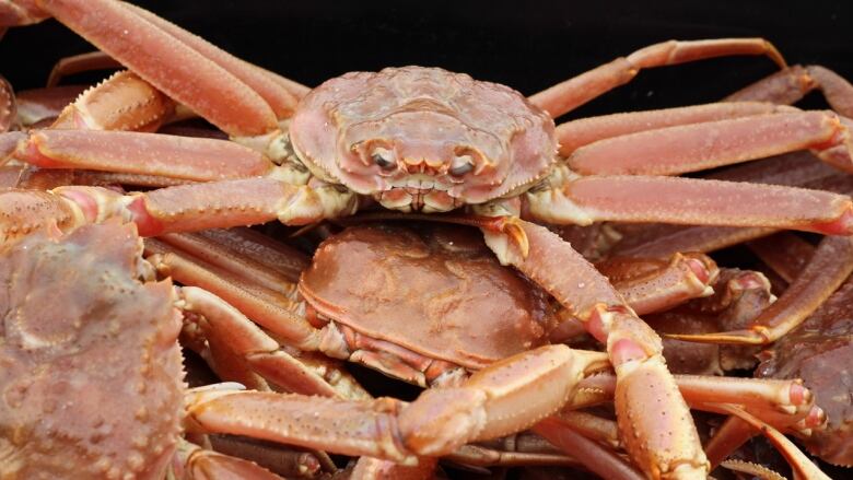 photo of a snow crab