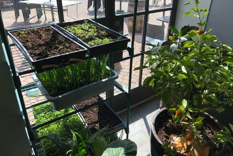 A shelving unit stacked with trays of herbs growing sits in a sunny window.