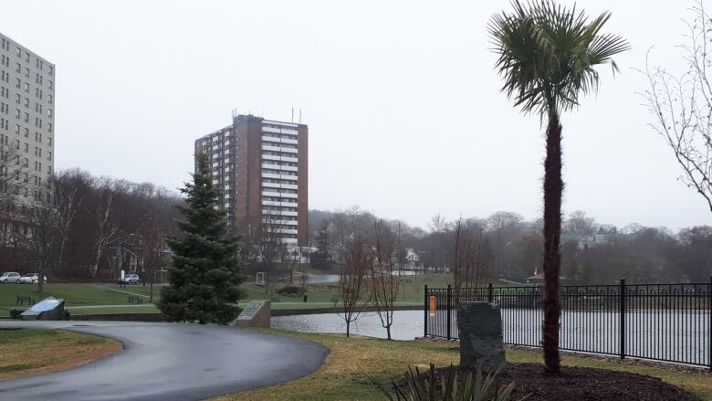 A palm tree next to a pond and walkway.