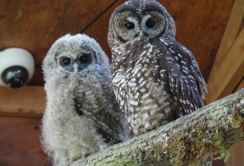 Two Northern Spotted Owls under the care of the Northern Spotted Owl Breeding Program. The program uses fake eggs, sterile incubators, some trickery and years of trial and error to breed Canada's almost extinct northern spotted owl in captivity. 