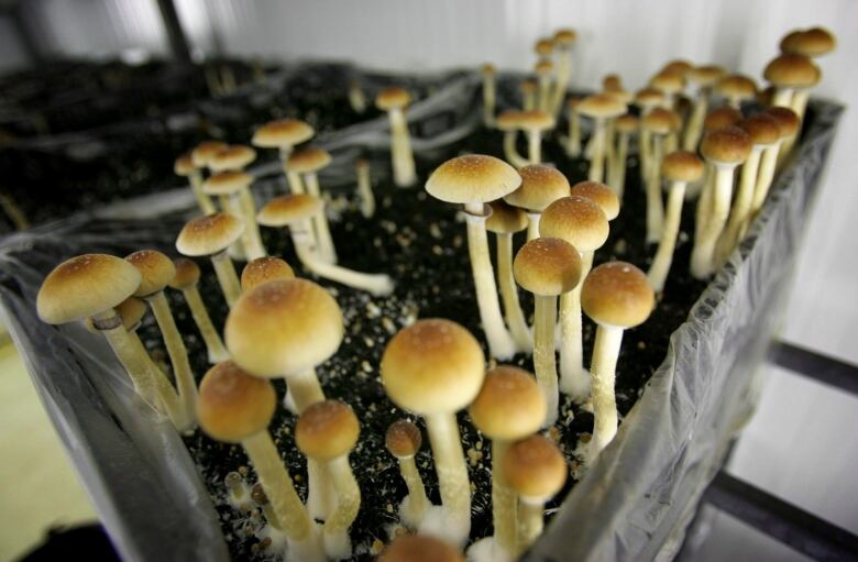 Psilocybin mushrooms are seen in a grow room at the Procare farm in Hazerswoude, central Netherlands. 