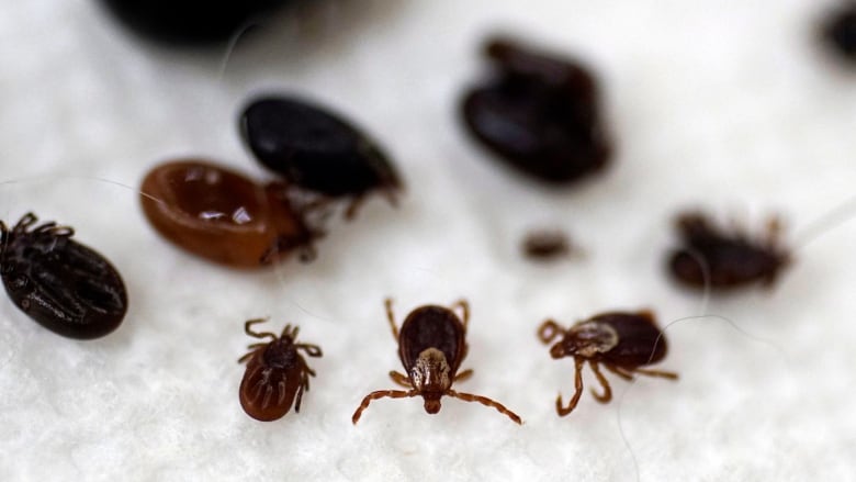 Deer ticks are smaller than the common brown dog tick and can be vectors for Lyme disease. 