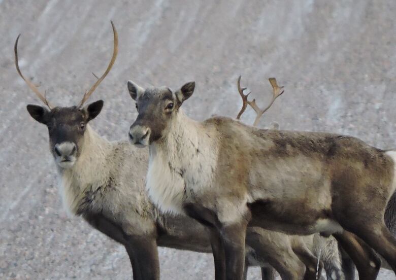 Two caribou look into the camera in profile.