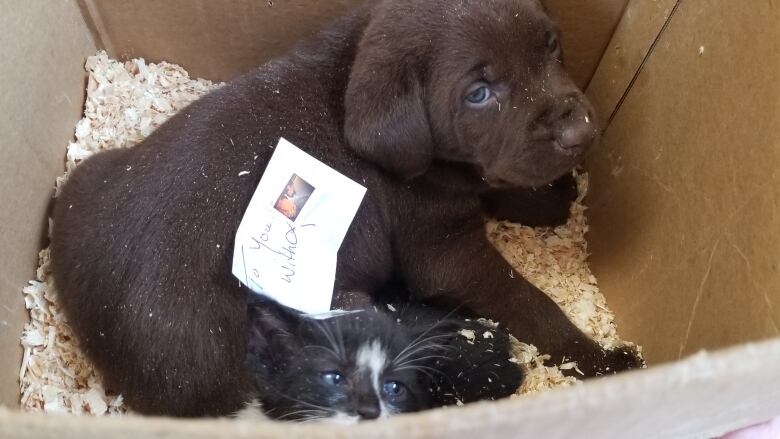 A puppy and a kitten look up from inside a cardboard box.