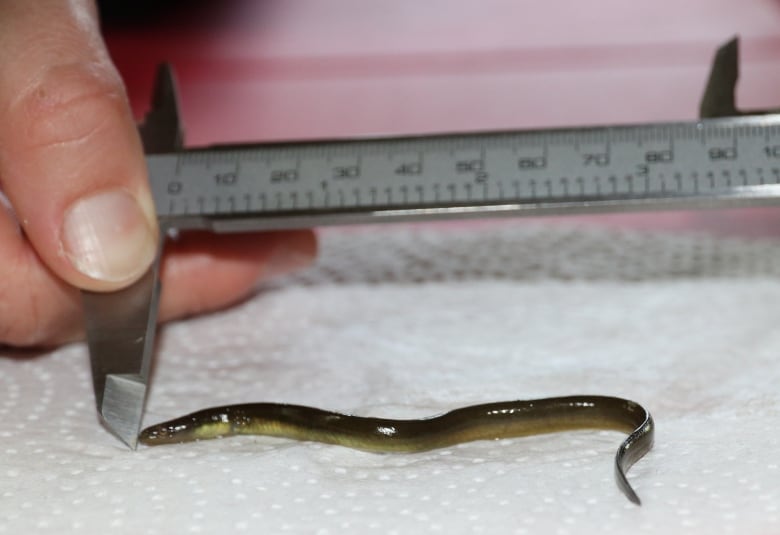 A closeup of hands holding a calipre over a tiny eel.