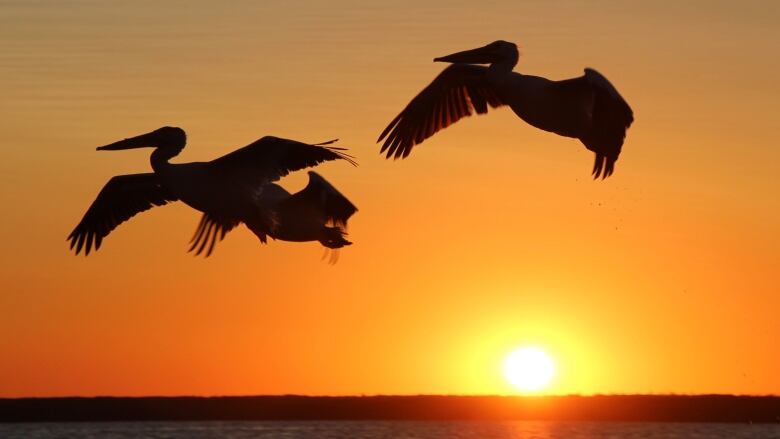 Three pelicans seen in silhouette fly in front of a sunset.