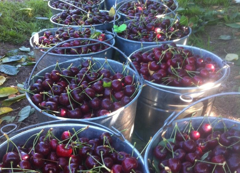 Pails of Cherries.