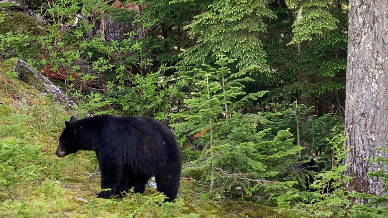 A Black bear in a forest.