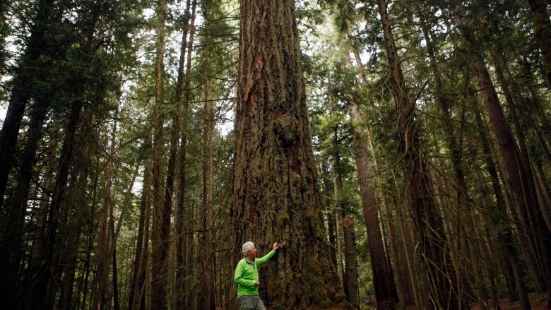 A man touches a giant tree in a forest full of them.