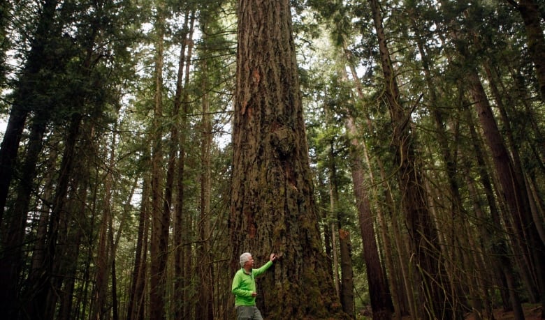 A man touches a giant tree in a forest full of them.