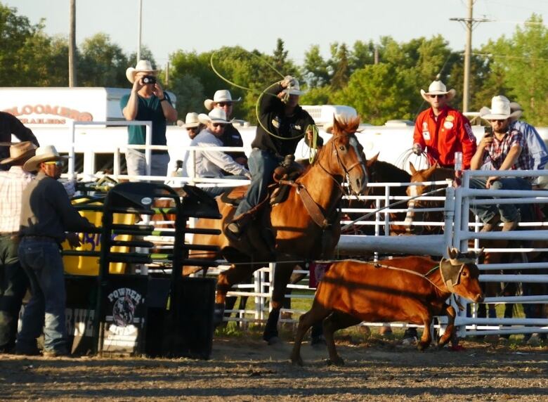 A rodeo cowboy on a horse hurls a lasso towards a steer in a cattle roping competition.