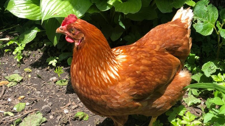 Backyard chicken