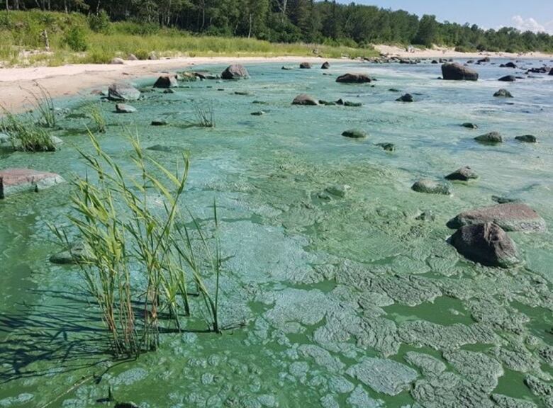 A blob of algae covering rocks along a beach.