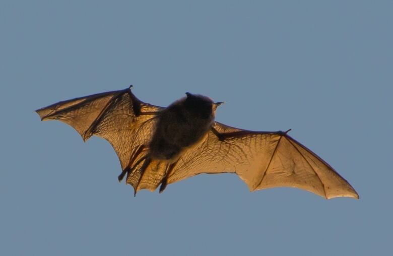 A bat spreads its wings as it flies.