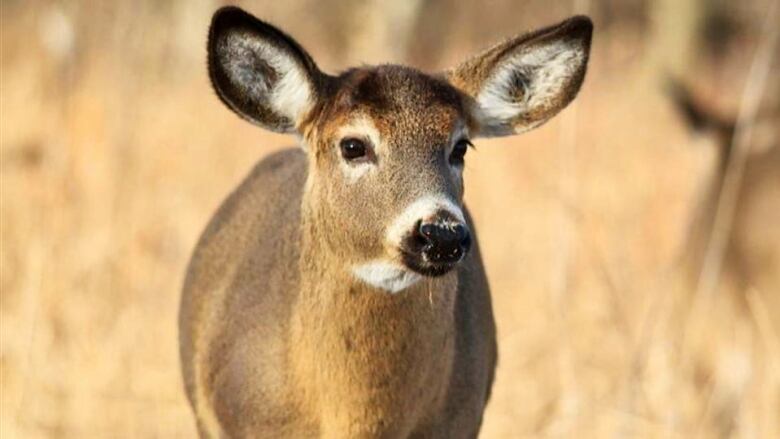 A deer is seen against a beige background.