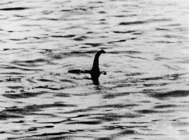 A supposed photo in black and white of the loch ness monster peering out of the lake.