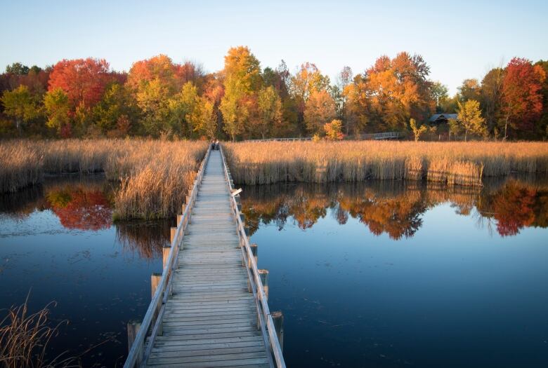 A wooden boardwalk in a marshy area in fall colour.