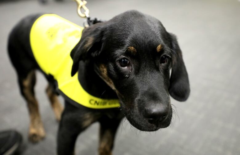 Photo of a future guide dog named Percy