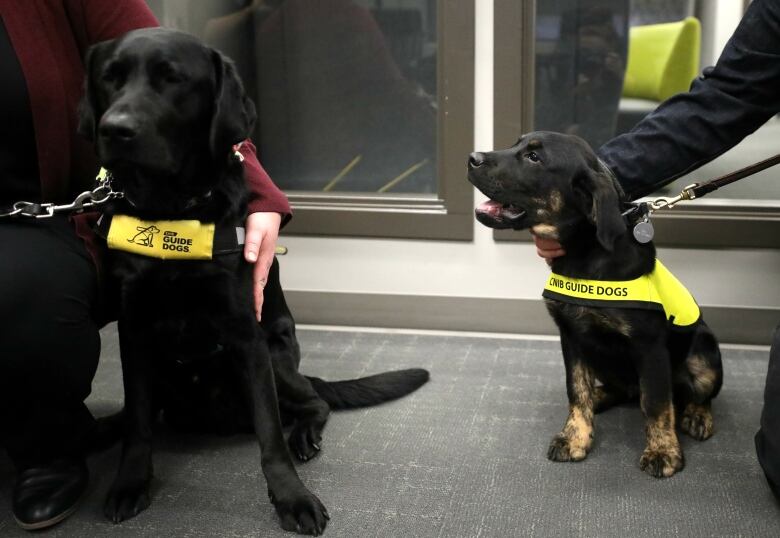 Two black dogs wearing yellow future guide dogs vests