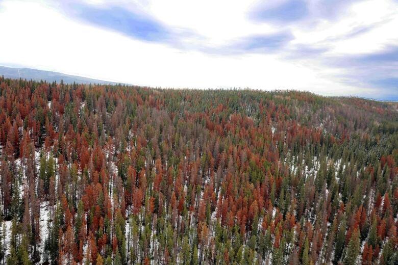 Forest. Some pines are green, others red and dead. Aerial photo. 