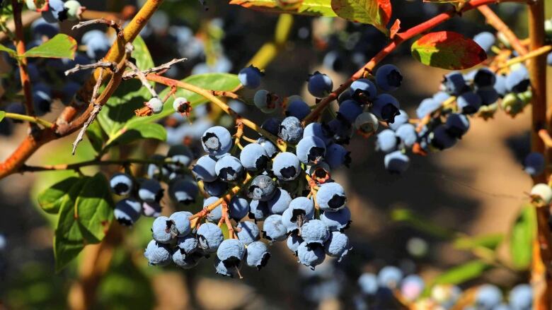 Blueberries being grown are pictured in the sunshine.