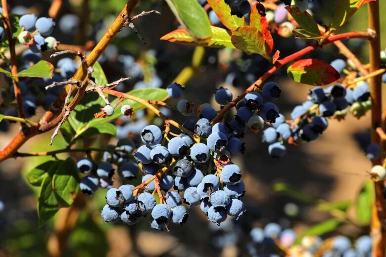 Blueberries being grown are pictured in the sunshine.