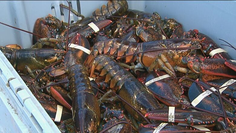 dozens of live lobsters in a blue box