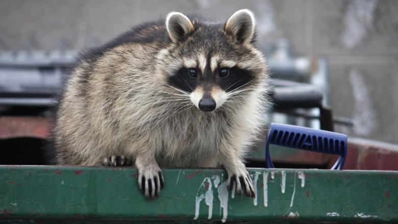 A raccoon looks over while perched on the edge of a dumpster.