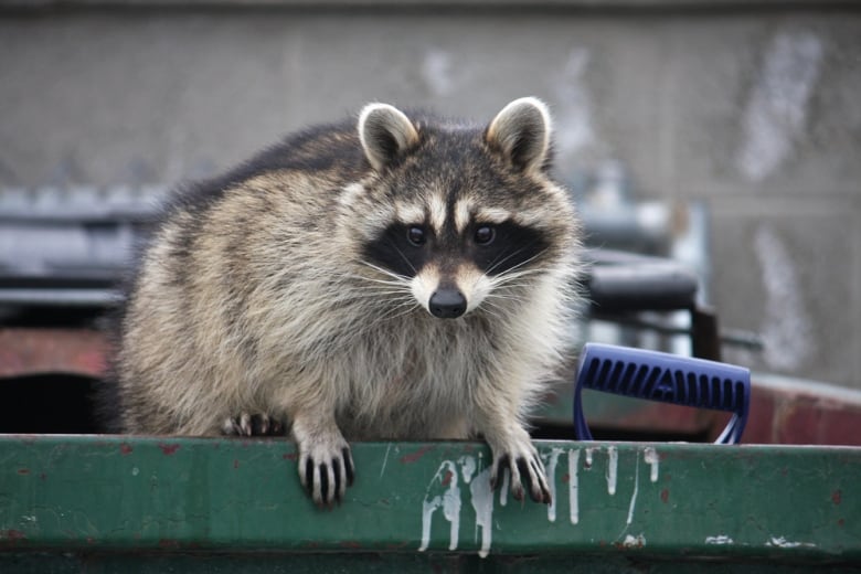 A raccoon looks over while perched on the edge of a dumpster.