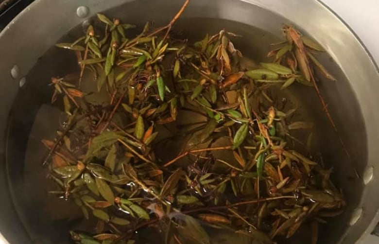 labrador tea in pot