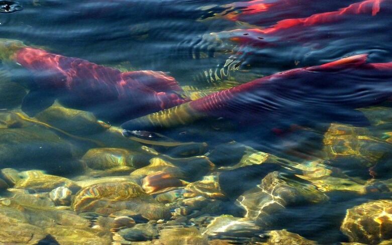 Several Pacific sockeye salmon are visible in a shallow body of water filled with rocks.