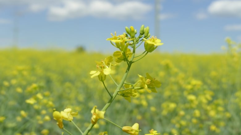 Canola blooms in a field near Portage la Prairie, Man., in July 2019.