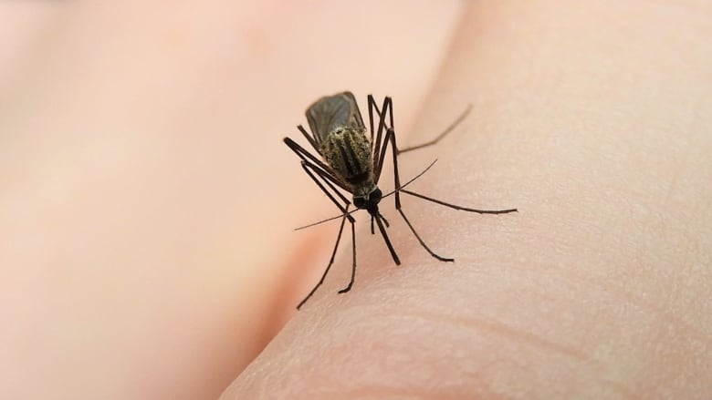 Close up shot of a mosquito on a person's hand. 